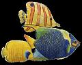 animaux (9)